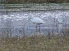 Egretta garzetta