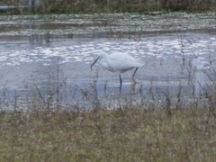 Egretta garzetta