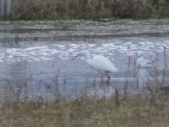 Egretta garzetta