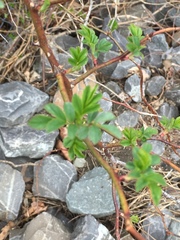 Rosa multiflora