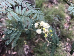 Acacia loroloba