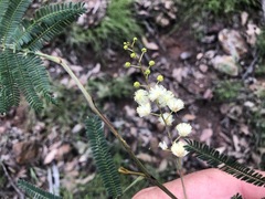 Acacia loroloba