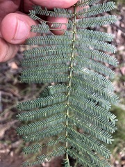Acacia loroloba