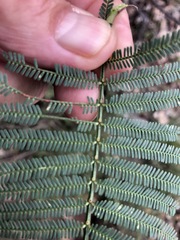 Acacia loroloba