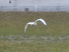 Egretta garzetta