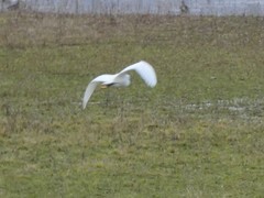 Egretta garzetta