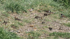 Linaria flavirostris