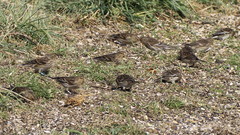 Linaria flavirostris