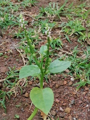 Spinacia oleracea