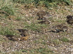 Linaria flavirostris