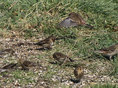 Linaria flavirostris