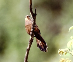 Trochalopteron imbricatum