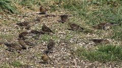 Linaria flavirostris