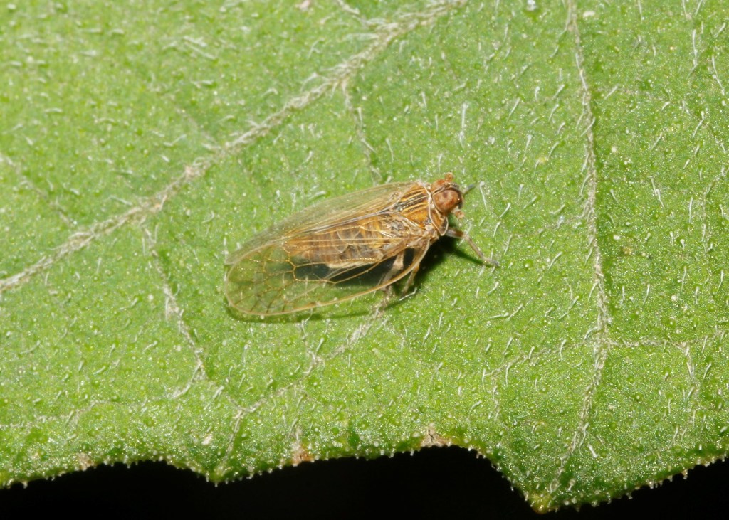 Oecleus borealis
