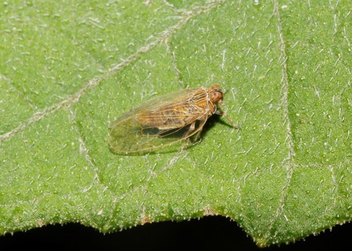 Oecleus borealis