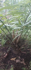 Zamia fairchildiana