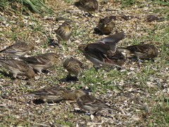 Linaria flavirostris