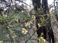 Acacia loroloba