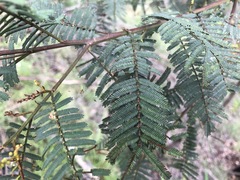 Acacia loroloba