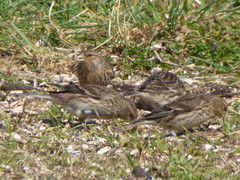 Linaria flavirostris