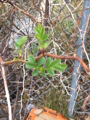 Rosa multiflora