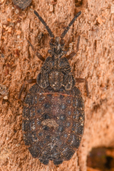 Aradus heidemanni