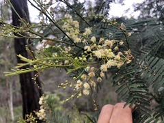 Acacia loroloba