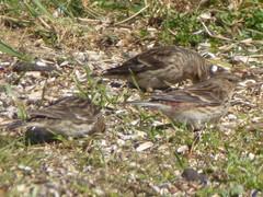 Linaria flavirostris