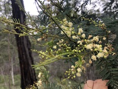 Acacia loroloba