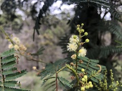 Acacia loroloba