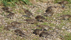Linaria flavirostris