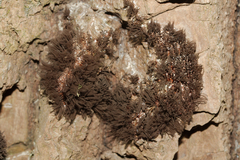 Stemonitis
