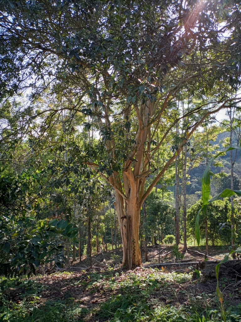 Allspice from 93005 Ver., México on March 22, 2021 at 0348 PM by Raúl