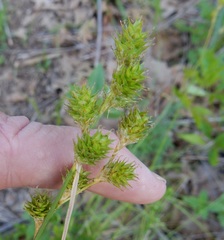 Carex reniformis