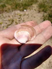 Eucallista purpurata