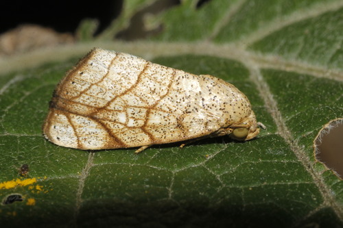 Bagisara tristicta Hampson, 1898