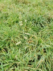 Dactylis glomerata