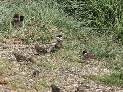 Emberiza schoeniclus