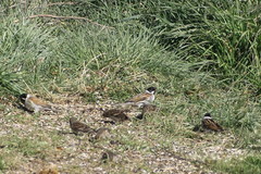 Emberiza schoeniclus
