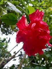 Hibiscus × archeri