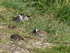 Emberiza schoeniclus