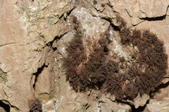 Stemonitis
