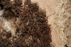Stemonitis