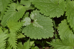 Lamium moschatum