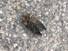Mytilus edulis