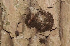 Stemonitis