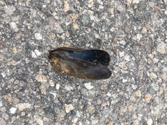 Mytilus edulis