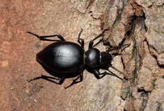 Tentyria rotundata orbicollis