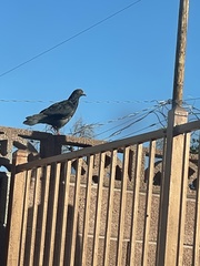 Columba livia domestica