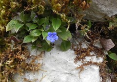 Omphalodes cappadocica